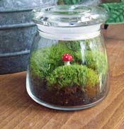 Example terrarium.