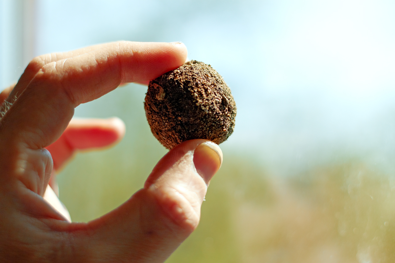 Photograph of finished seed balls.