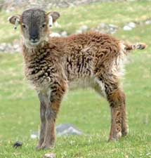 Photo of young Soay sheep.