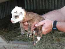 Photo of human hands holding newborn lamb.