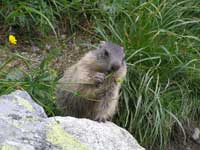 Photo of marmot.