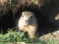 Photo of young marmot.