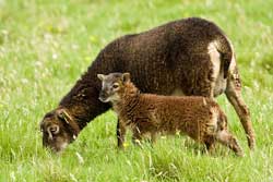 Photo of mother and young Soay sheep.
