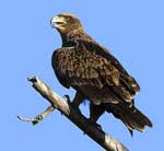Tawny eagle.