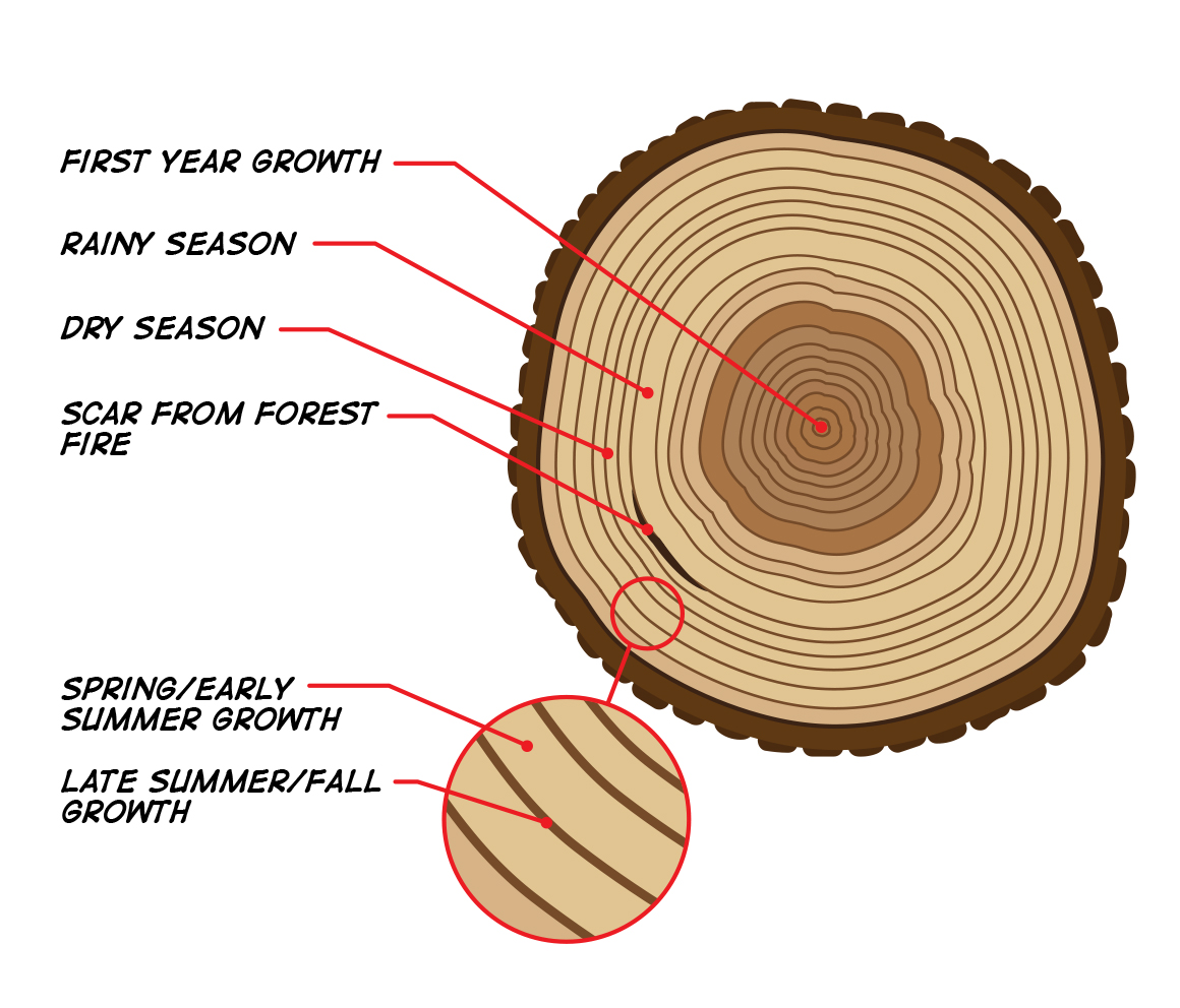 Tree rings saw cut tree trunk background. Vector illustration. by aarrows  Vectors & Illustrations with Unlimited Downloads - Yayimages