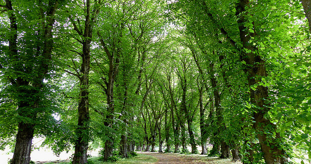 tree rings show history