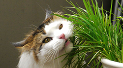 Cat eating cat grass.