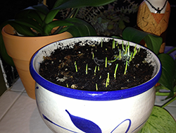 Seeds in pot are just staring to sprout.