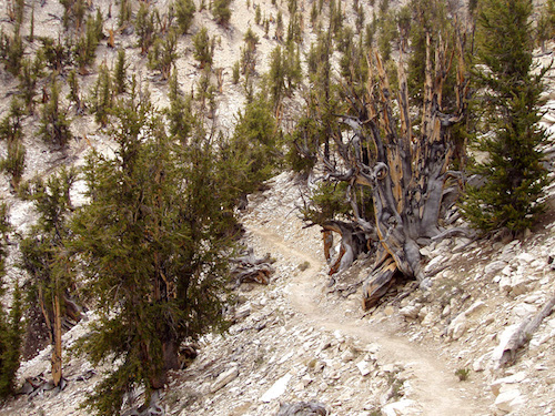 A diagram showing how the colors and widths of tree rings can provide information about past climate.